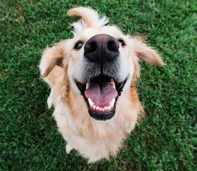 happydog